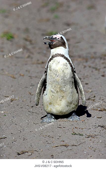 Jackass Penguin, (Spheniscus demersus), adult calling, Betty's Bay, Western Cape, South Africa, Africa