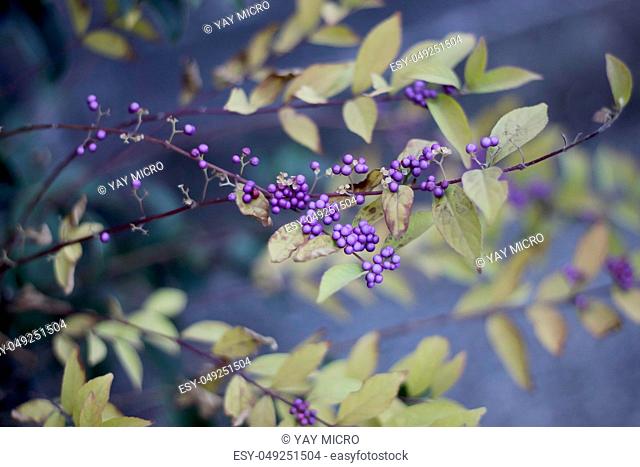 Shrub Callicarpa (Lamiaceae) with purple berries in winter