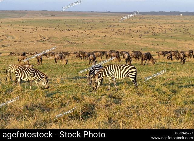 Africa, East Africa, Kenya, Masai Mara National Reserve, National Park, group of Zebra and Wildebeest in the savannah