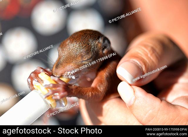 12 August 2020, France, Rémering-Les-Puttelange: Monika Pfister holds a small squirrel in her hand during her holiday at a campsite