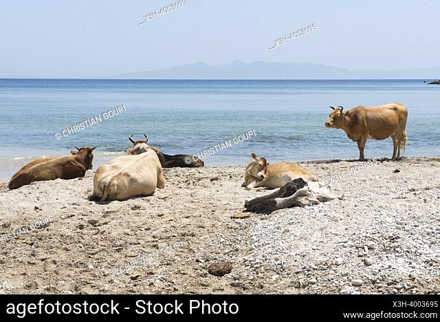 Cattle on the beach at Qeparo, on the Ionian coast, Albania, Southeastern Europe