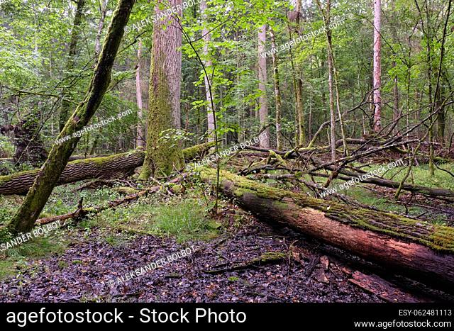 Morning in deciduous forest with old trees and broken partly declined ones, Bialowieza Forest, Poland, Europe