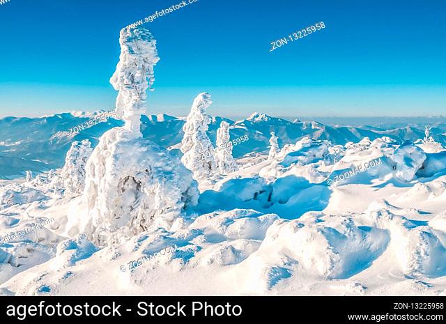 Beautiful snowy landscape with trees covered in snow battered by wind on sunny day in mountains of Slovakia