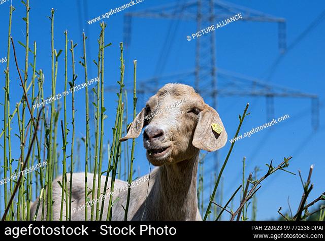 23 June 2022, Saxony, Borna: Boer goat grazing under high-voltage power lines near Lake Bockwitz in the Leipzig district
