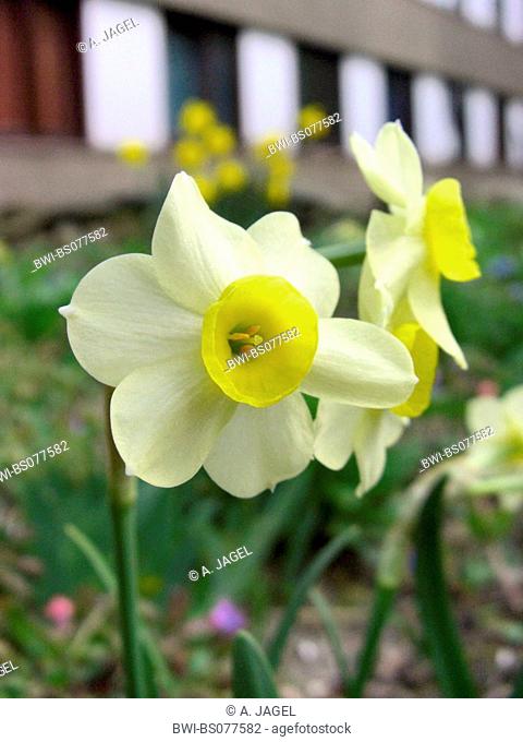 daffodil, tazetta (Narcissus tazetta 'Minnow', Narcissus tazetta Minnow, Narcissus 'Minnow', Narcissus Minnow), blooming in a garden