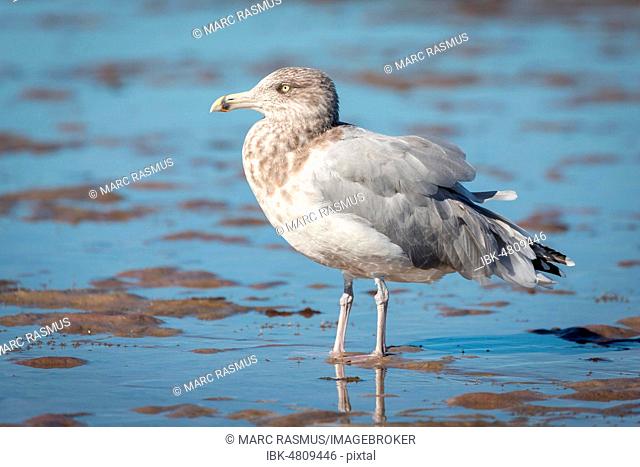 American Herring Gull (Larus smithsonianus) stands in mudflat, Atlantic Coast, Cape Cod, Massachusetts, USA