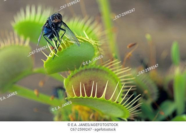 Venus flytrap Dionaea muscipula with captured fly