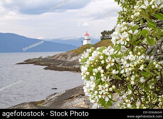 Unzählige Touristen geniessen das Naturschauspiel der Obstbaumblüte am Sognefjord in Norwegen