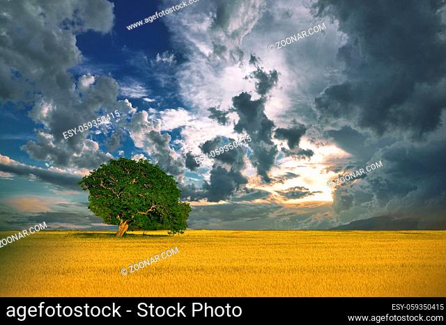 Incredibly Beautiful Nature.Art photography.Fantasy design.Creative Background.Amazing Colorful Landscape.Lonely tree.Relax
