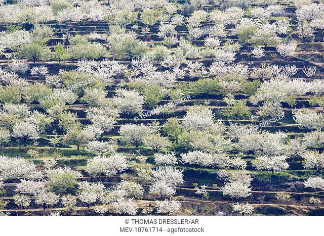 Cherry Tree / Wild Cherry / Sweet Cherry - in full blossom covering the slopes of the Valle del Jerte (Prunus avium)