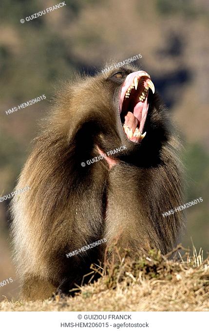 Ethiopia, Simien Mountains National Park, listed as World Heritage by UNESCO, the Gelada baboon, endemic case