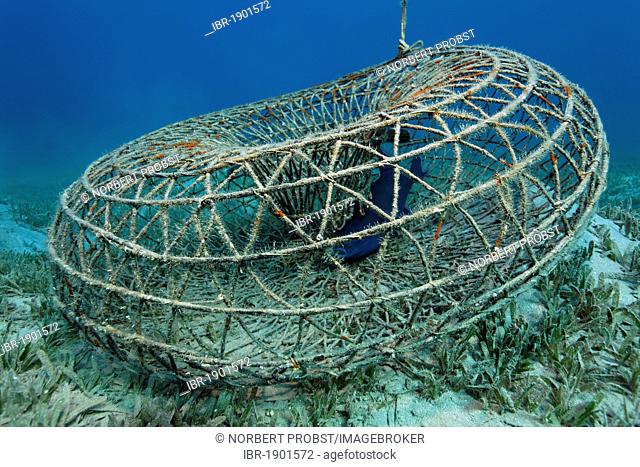 Round wire fish trap with Blue Triggerfish (Pseudobalistes fuscus), Makadi Bay, Hurghada, Egypt, Red Sea, Africa