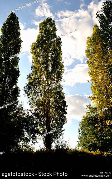 Poplar trees on a cloudy sky