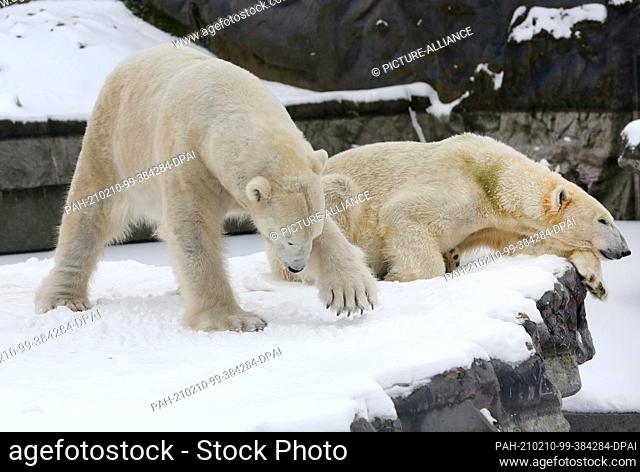 10 February 2021, North Rhine-Westphalia, Gelsenkirchen: While male polar bear Bill (l) searches for food in the snow, female polar bear Lara takes a nap
