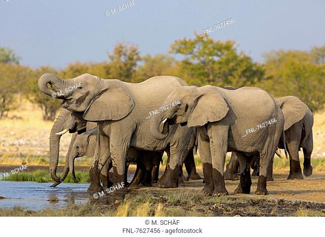 Group of African Bush Elephants (Loxodonta africana), Rietfontein, Namibia