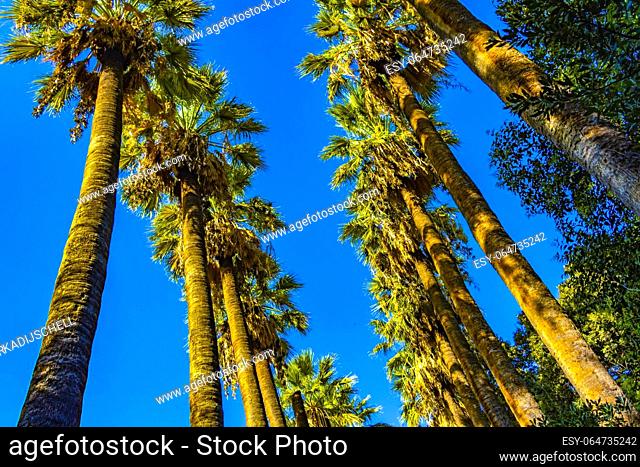 Extremely tall beautiful palm trees and blue sky in Athens Attica Greece