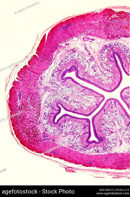 Light micrograph transverse section through the oesophagus of a dog, showing the oesophagus lumen(white area) surrounded by the irregular shaped stratified...
