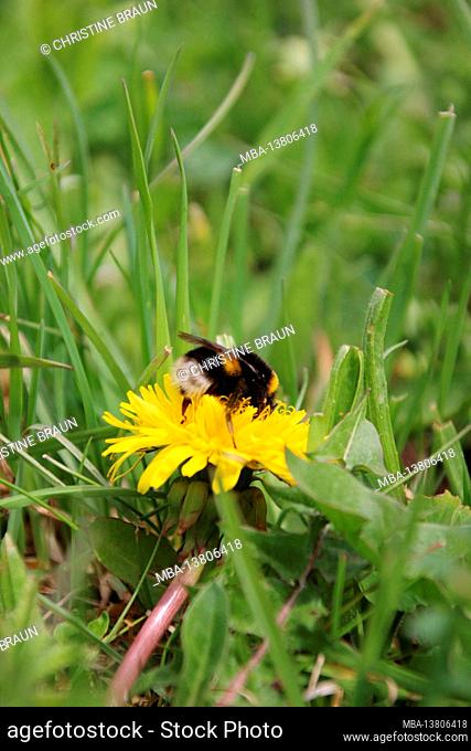 Bumblebee (Bombus sp.), Dandelion blossom (Taraxacum sp.), Food intake