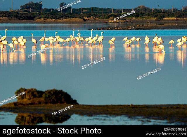 view of a flamingo colony in the waters of the Bay of Cadiz Nature Park in southern Spain