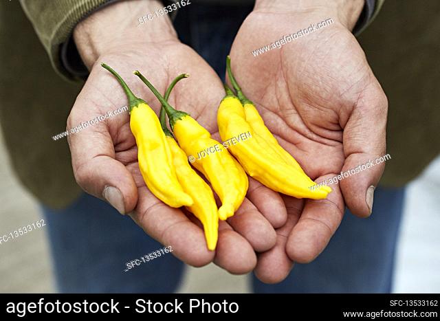 Yellow chillies held in the hand
