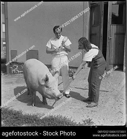 ***AUGUST 19, 1971, FILE PHOTO*** The vaccine against viral gastritis and intestinal inflammation in piglets was developed by a team of scientists at the...