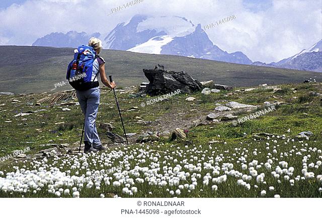 Mountain flowers near Lago Rosset, Gran Paradiso, Northern Italy  Mount Gran Paradiso itself is in the background