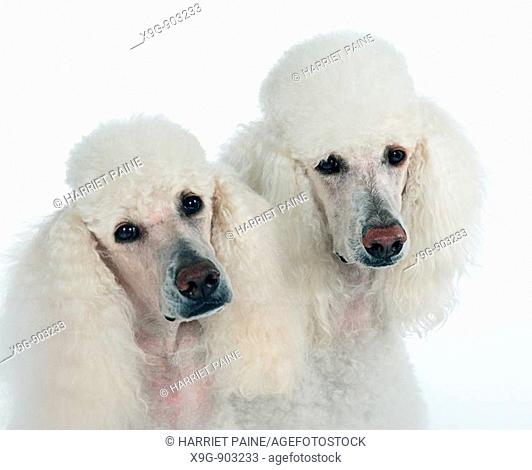 Two White Standard Poodles