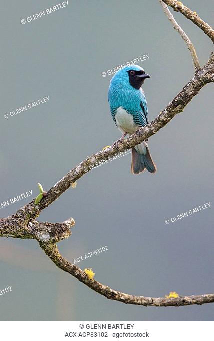 Swallow Tanager (Tersina viridis) perched on a branch in the Atlantic rainforest of southeast Brazil