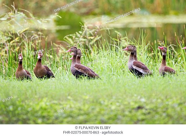 Red-billed Whistling-duck (Dendrocygna autumnalis) adults, flock standing on grass, Tobago, Trinidad and Tobago, November