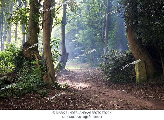 Path through Woods by the Wharfe Boston Spa West Yorkshire England