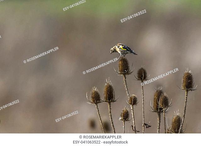A goldfinch is searching for fodder