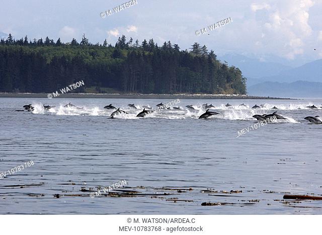 Pacific White-sided Dolphin - group porpoising (Lagenorhynchus obliquidens)