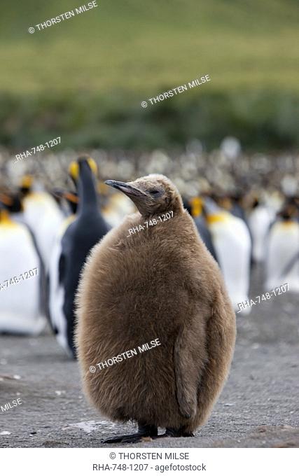 King penguin chick Aptenodytes patagonicus, Gold Harbour, South Georgia, Antarctic, Polar Regions