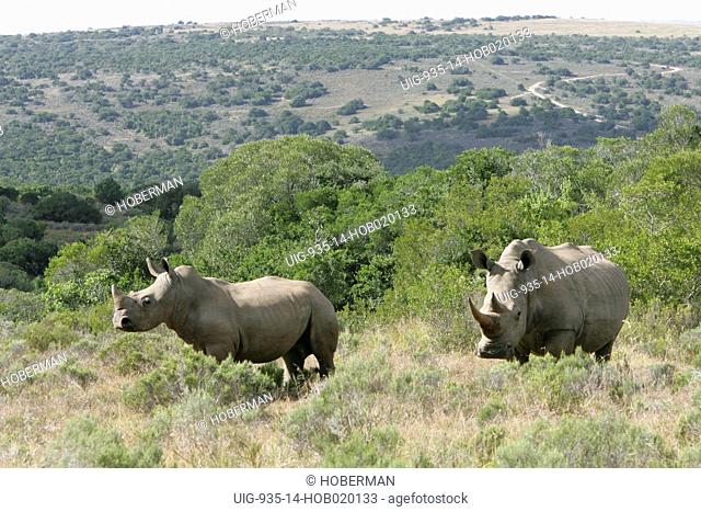 Rhinoceros, Shamwari Eagles Crag Private Safari Lodge, Eastern Cape, South Africa, Africa