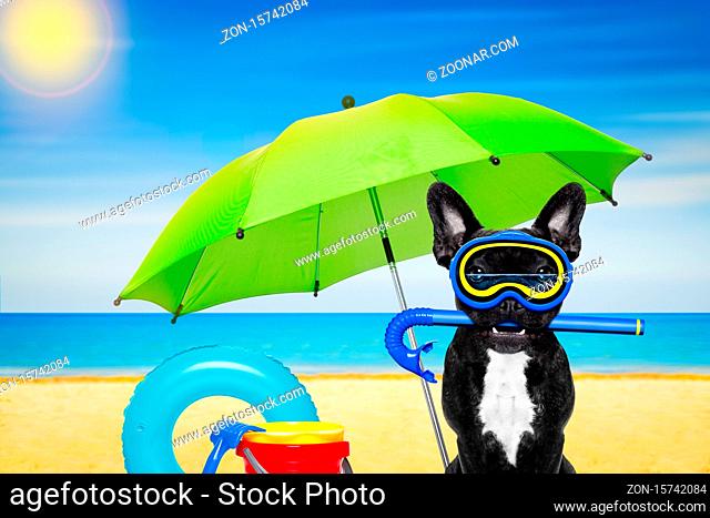 Snorkeling scuba diving french bulldog dog with mask and fins and umbrella, at the beach, ocean shore and sun as background