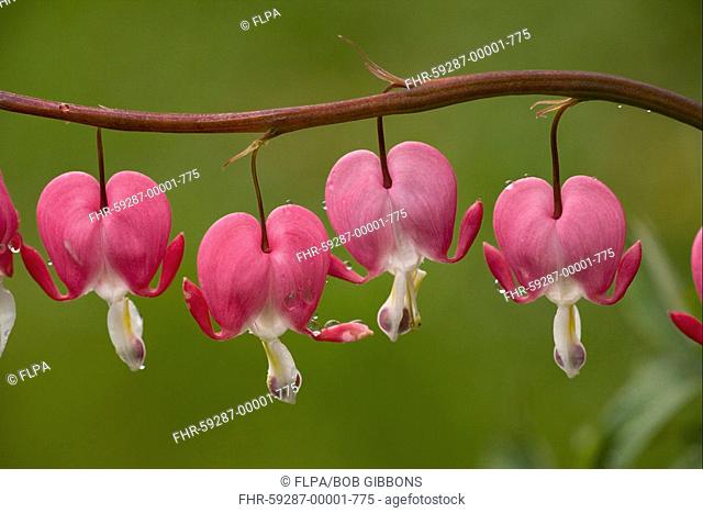 Western Bleeding Heart Dicentra formosa close-up of flowers, after rain