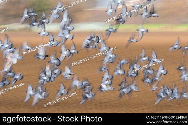 dpatop - 12 November 2020, Lower Saxony, Sorsum: Pigeons flying in flocks over a field in the district of Hildesheim (shot with long shutter speed)