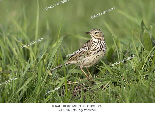 Meadow Pipit / Wiesenpieper ( Anthus pratensis ), typical and common bird in open habitats, sitting in grass, in breeding dress, wildlife, Europe