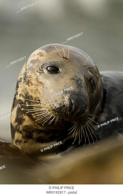 Grey Seal Halichoerus grypus, female close up head shot with wet fur Mull of Kintyre near Campbeltown, Argyll, Scotland, UK