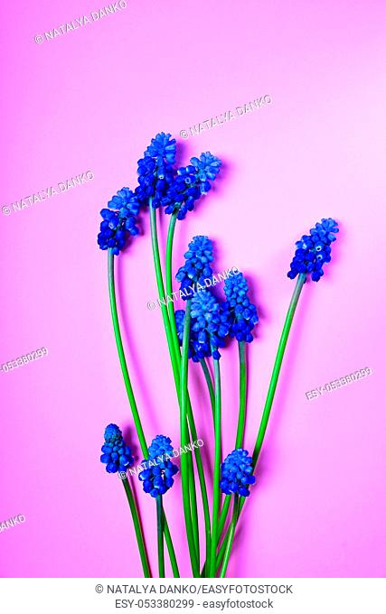 Blue spring flowers on a pink surface, a muscari flower or a mouse hyacinth, empty space