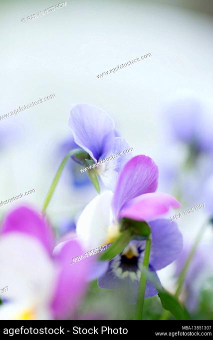 Close-up of Pansy Flowers, pastel purple and blue, blurred nature background