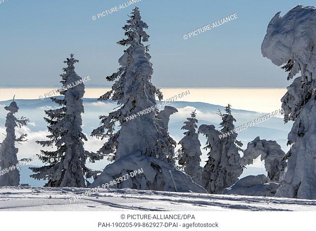 05 February 2019, Bavaria, Bayerisch Eisenstein: The trees on the 1456-metre-high Grosse Arber are covered with snow. Photo: Armin Weigel/dpa