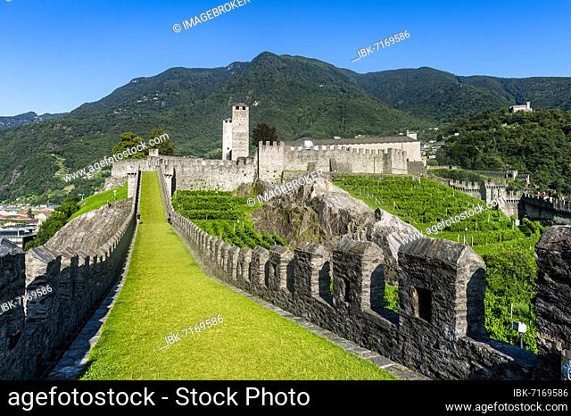 Vineyards in Castelgrande, Unesco site three castles of Bellinzona, Ticino, Switzerland, Europe