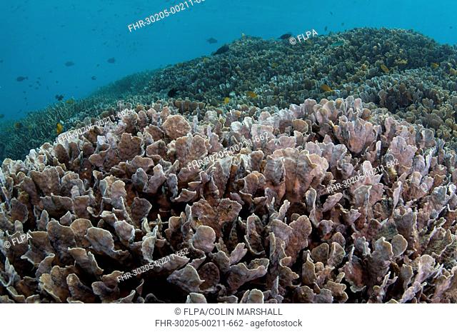 Hard Coral Pavona decussata in reef habitat with fish, Tugu, Nusa Penida, Bali, Lesser Sunda Islands, Indonesia