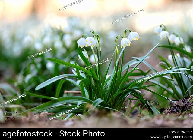 Lots of white spring-flowering flowers of spring snowflake (Leucojum vernum) in springtime forest. Jechovec, Czech Republic