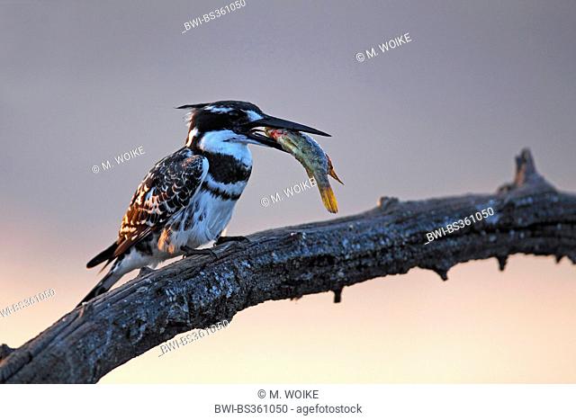 lesser pied kingfisher (Ceryle rudis), sits at a branch with a large fish in the bill, South Africa, Pilanesberg National Park