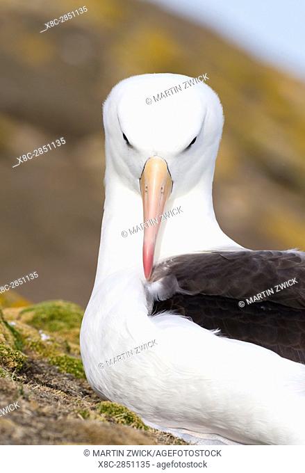 Black-browed Albatross ( Thalassarche melanophris ) or Mollymawk. South America, Falkland Islands, January