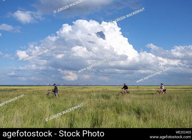 Cyclists in the salt marshes, in the background the Bremerhaven container terminal, Fedderwardersiel, Lower Saxony, Germany, Europe