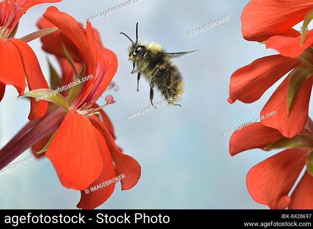 Red-shanked bumblebee (Bombus ruderarius) in flight at a geraniums (Pelargonium)