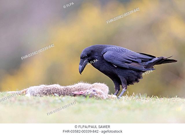 Common Raven (Corvus corax) adult, feeding on European Rabbit (Oryctolagus cuniculus) carrion, Suffolk, England, May (captive)